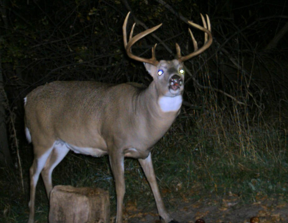 Kester Wild Game Food Nurseries INC.